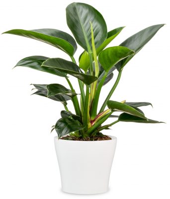 Obal 808 Panna bílý mat 13