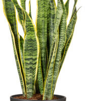 Obal 808 Anthrazit mat 24
