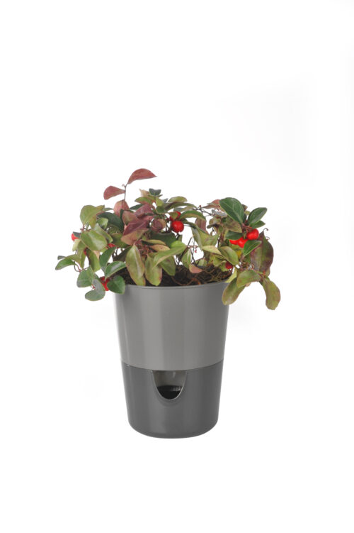 Květináč Rosmarin - antracit světlý + tmavý 11 cm - Obrázek 2