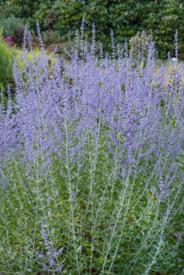 Perovskia atriplicifolia