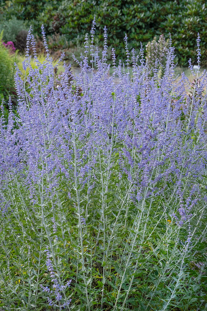 Perovskia atriplicifolia