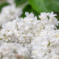 Syringa vulg. 'Monique Lemoine'