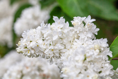 Syringa vulg. 'Monique Lemoine' - Obrázek 1