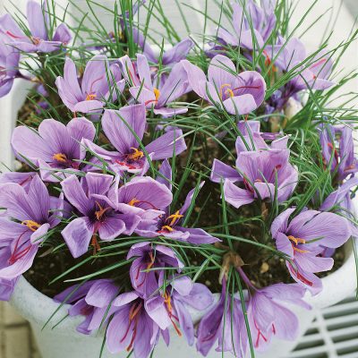 Crocus sativus