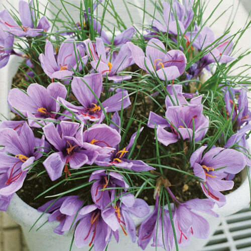 Crocus sativus - Obrázek 1