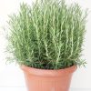 Rosmarinus officinalis - Kontejner C20L, pr. 35 cm – solitéra