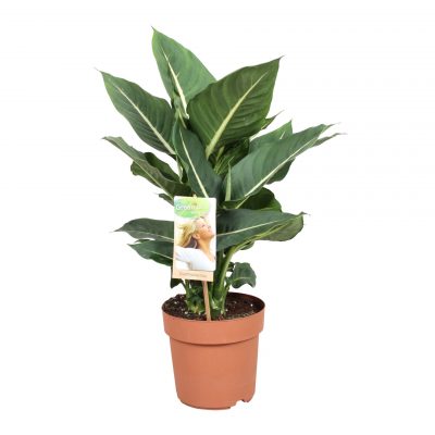Dieffenbachia seguine 'Green Magic'