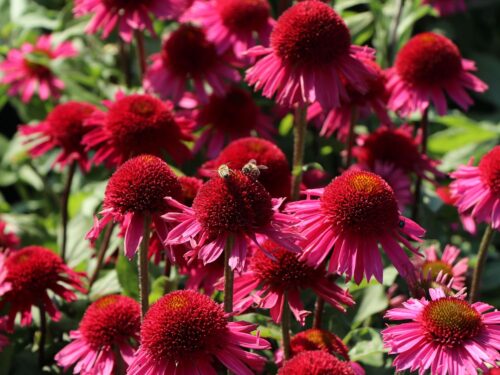 Echinacea purpurea 'Prairie Splendor'® - Obrázek 2