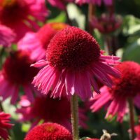 Echinacea purpurea 'Prairie Splendor'®