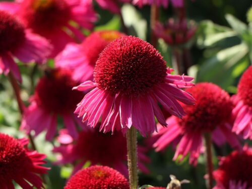 Echinacea purpurea 'Prairie Splendor'® - Obrázek 1