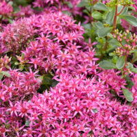 Sedum spurium 'Spot On Deep Rose'