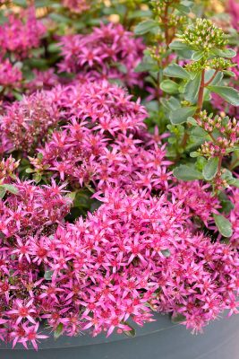 Sedum spurium 'Spot On Deep Rose'