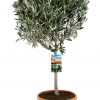 Olea europaea - C20L- kmínek KM50 CM, solitéra