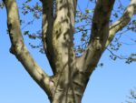 Platanus x hispanica (acerifolia) - Image 3
