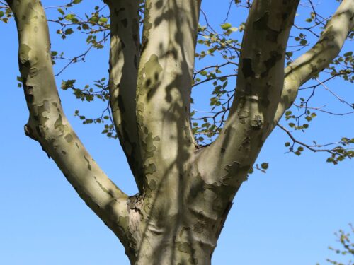 Platanus x hispanica (acerifolia) - Image 3