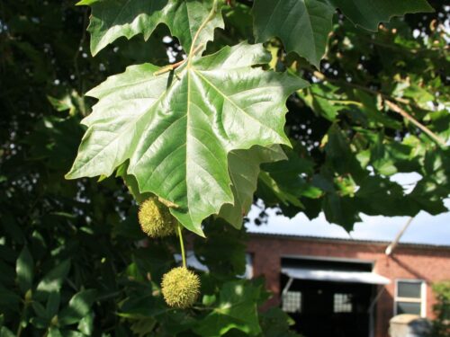 Platanus x hispanica (acerifolia) - Image 2