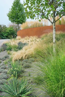 Platanus x hispanica (acerifolia)