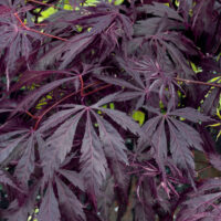 Acer palmatum 'Black Lace'®