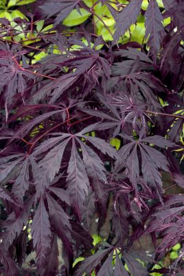 Acer palmatum 'Black Lace'®