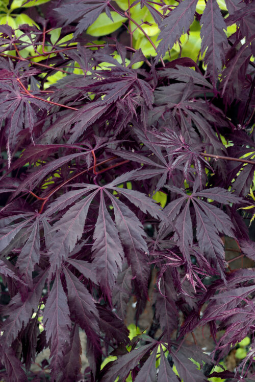 Acer palmatum 'Black Lace'® - Obrázek 1