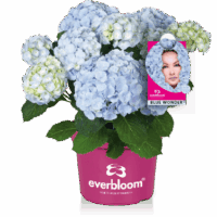 Hydrangea macr. Everbloom® 'Blue Wonder'®