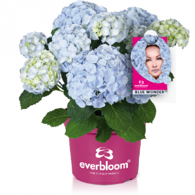 Hydrangea macr. Everbloom® 'Blue Wonder'®
