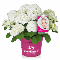 Hydrangea macr. Everbloom® 'White Wonder'®