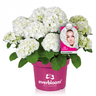 Hydrangea macr. Everbloom® 'White Wonder'®