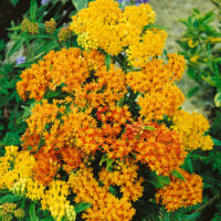 Asclepias tuberosa