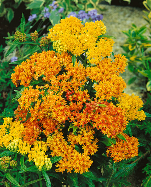Asclepias tuberosa - Obrázek 1