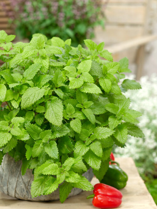 Melissa officinalis 'Relax' - Obrázek 1