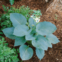 Hosta hybrida 'Bressingham Blue'