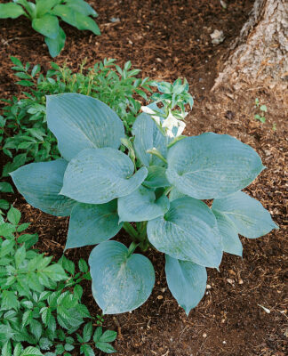 Hosta hybrida 'Bressingham Blue'