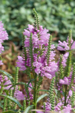 Physostegia virginiana 'Crystal Peak Rose'