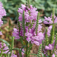 Physostegia virginiana 'Crystal Peak Rose'