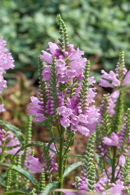 Physostegia virginiana 'Crystal Peak Rose' - Obrázek 1