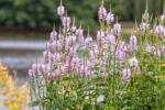 Physostegia virginiana 'Crystal Peak Rose' - Obrázek 2