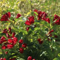 Weigela florida 'Cherry Love'®