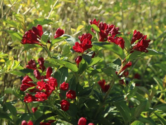 Weigela florida 'Cherry Love'®