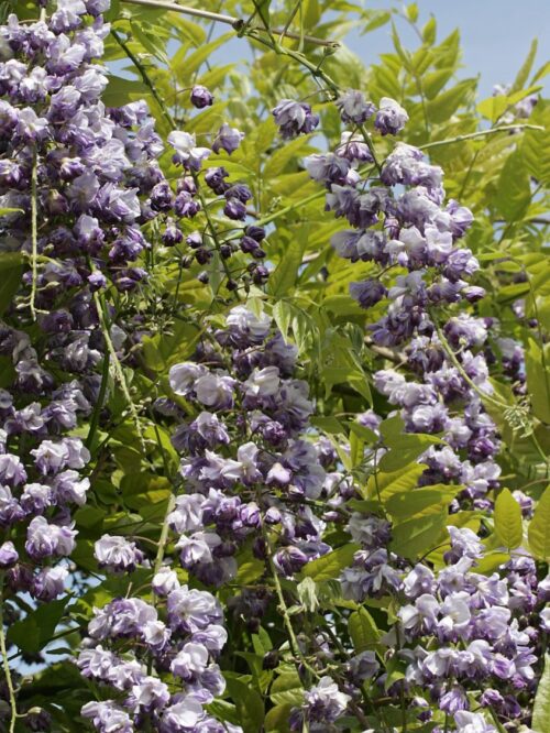 Wisteria floribunda 'Violacea Plena' - Obrázek 3
