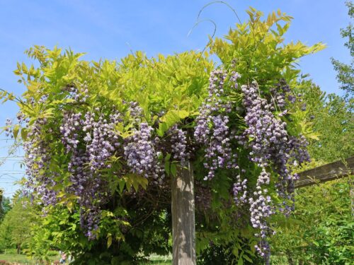Wisteria floribunda 'Violacea Plena' - Obrázek 2