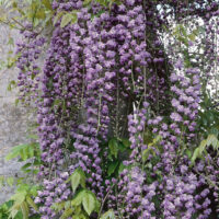 Wisteria floribunda 'Violacea Plena'