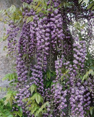 Wisteria floribunda 'Violacea Plena'