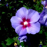 Hibiscus syriacus 'Oiseau Bleu'