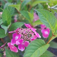 Hydrangea serrata 'Blue Clouds'®