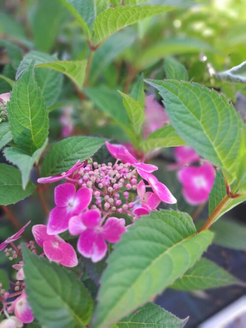 Hydrangea serrata 'Blue Clouds'® - Obrázek 1