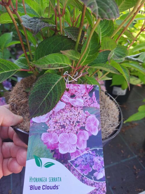 Hydrangea serrata 'Blue Clouds'® - Obrázek 2