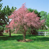 Tamarix parviflora