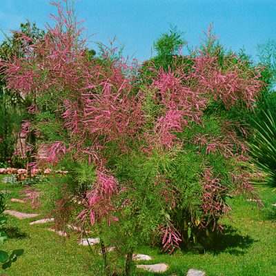 Tamarix ramosissima