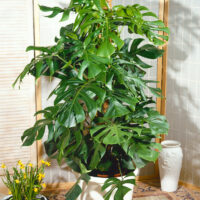 Monstera deliciosa
